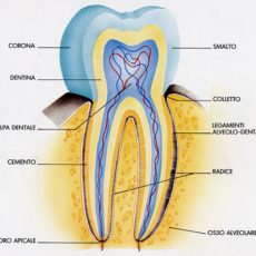 I denti: come sono fatti